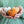 Needle Felted Pumpkins Kit (Beginner)
