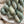 Olde School x Nimble Sock: Tidewater Pines