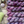 Nimble Sock