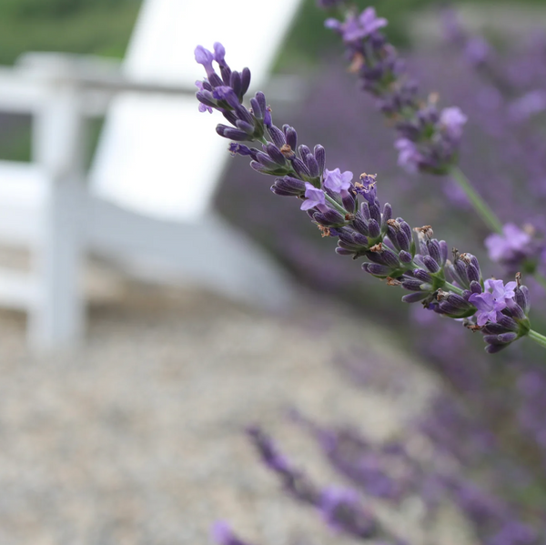 Class: Cross Stitch Sachet @ Saltbox Lavender Farm (7/9)