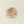 Wood Moth Needle Minder